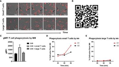 Efficient complement-mediated clearance of immunosuppressed T cells by macrophages